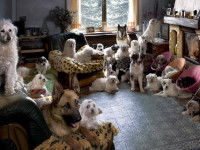 Une famille de chiens au pensionnat