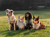 Quatre chiens attendant les ordres