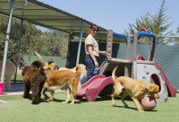 Une propriétaire de pension pour chiens