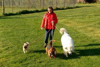 Annick Raoul promène 3 chiens dans sa pension canine