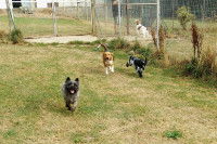 3 chiens jouent dans une pension canine