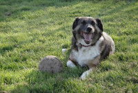 Un chien joue dans la pension canine Abridog