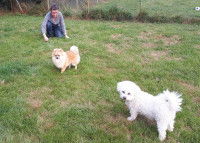 Deux chiens et Annick Raoul dans la pension Abridog