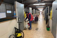 Nettoyage des boxes d'une pension canine