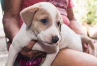 Un chiot dans les bras d'une femme