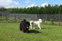 Un Terre Neuve et un Samoyède