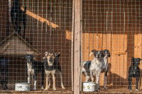 Plusieurs chiens dans le box d'une pension canine