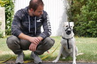 Combien de séances sont nécessaires pour éduquer un chien ou régler un problème de comportement ?