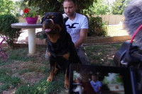 Comment se passe une séance avec un chien ?