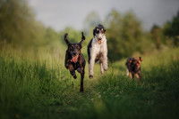 Trois chiens courant dans un champ