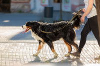 Une femme promenant un gros chien en laisse