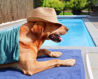 Un chien allongé sur une serviette à côté d'une piscine et portant un chapeau