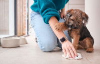 Une femme accroupie près d'un chien et en train de nettoyer le sol