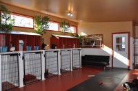 Une photo de l'intérieur d'une pension pour chiens