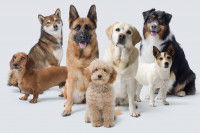 Une photo de différentes races de chiens assis ensemble