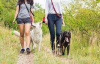 Deux femmes promenant chacune un chien