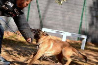 Séance de formation d'un chien au mordant