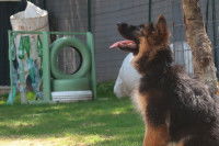 Un Berger Allemand en train d'écouter l'éducateur canin