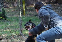 Travail avec un chien agressif qui mord