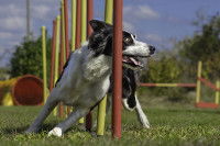 Un entraînement d'agility