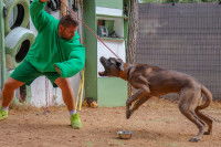 Rééducation d'un chien agressif qui veut mordre