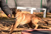 Un chien mord au bras durant une séance de mordant