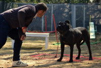 Séance d'éducation canine avec Eric Tramson