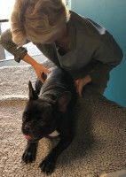 Technique viscérale sur un Bouledogue Français