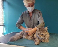 Une séance d'ostéopathie sur un Maine Coon