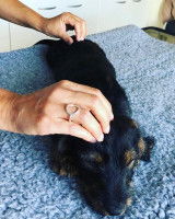 Une technique cranio sacrée sur un chiot Teckel accidenté