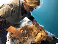 Un Setter Anglais allongé durant une séance d'ostéopathie