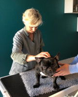 Laurence Aubineau fait une séance d'ostéopathie à un Bouledogue Français