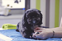 Séance d'ostéopathie sur un chien
