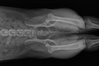 Radio des hanches d'un chien