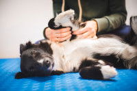Séance d'ostéopathie sur un Border Collie