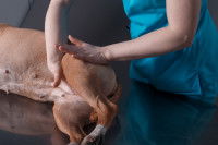 Ostéopathie sur une chienne