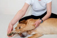 Ostéopathie sur un Labrador Retriever