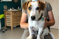 Un Jack Russel sur les genoux d'une femme