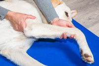 Un Labrador durant une séance d'ostéopathie pour chiens