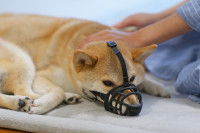 Un Shiba Inu avec une muselière