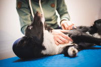 Un Border Collie durant une séance d'ostéopathie canine