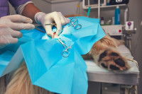 Une opération sur un chien