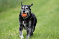 Un vieux chien court avec une balle dans la gueule