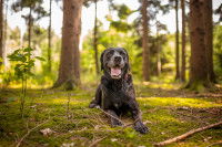Un vieux Labrador Retriever noir dans la forêt