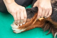 Manipulation sur la patte d'un chien