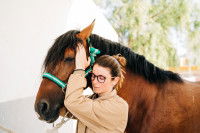 Séance d'ostéopathie sur un cheval