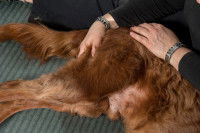 Ostéopathie sur un chien couché