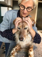 Technique cranienne d'ostéopathie sur un chien