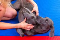 Un Braque de Weimar durant une séance d'ostéopathie canine