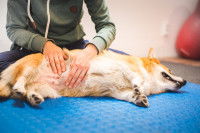 Un Corgi durant une séance d'ostéopathie pour chien